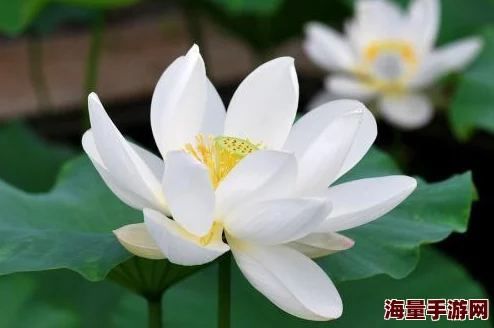 抖音风反差婊混剪合集吃瓜：看那些令人意想不到的瞬间，带你领略不一样的网络文化与幽默！