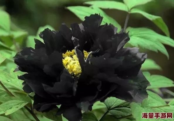 奢华重塑：黑曜石巴雷特融合金边牡丹图腾，尽显非凡尊贵韵味