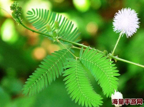 含羞草2023隐藏途径：深入解析这一植物在生态系统中的独特生长方式及其对环境的适应能力与影响