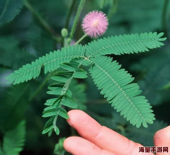 含羞草2023隐藏途径：深入解析这一植物在生态系统中的独特生长方式及其对环境的适应能力与影响