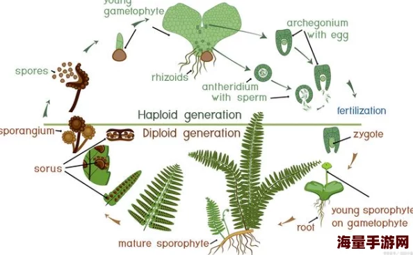 含羞草2023隐藏途径：深入解析这一植物在生态系统中的独特生长方式及其对环境的适应能力与影响