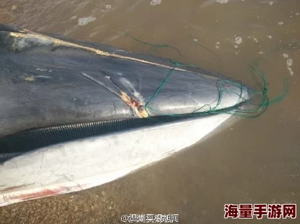 吕总扣鱼鳃，引发网友热议：有人认为这是对传统捕捞方式的挑战，也有人担心生态平衡受到影响