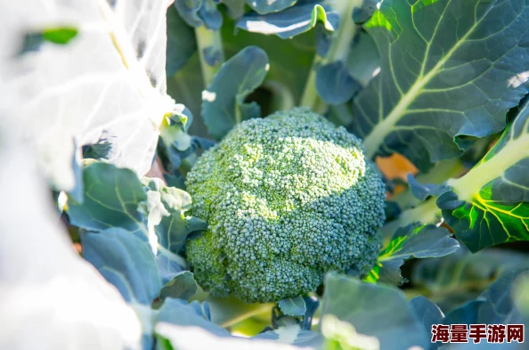 黏脚菜园中花菜茂盛到难以行走，该如何有效管理与采摘？