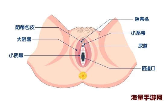 女人巨大荫蒂勃起后，令人惊叹的生理变化与心理反应引发热议，专家解析背后的科学原理与健康影响