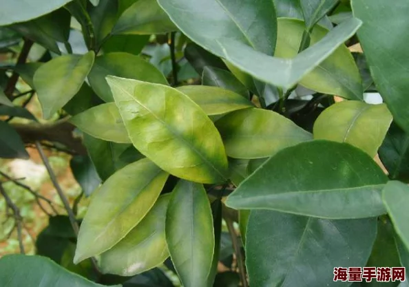 三叶草gy6983：最新研究揭示其对环境保护的重大影响，推动可持续发展新趋势！