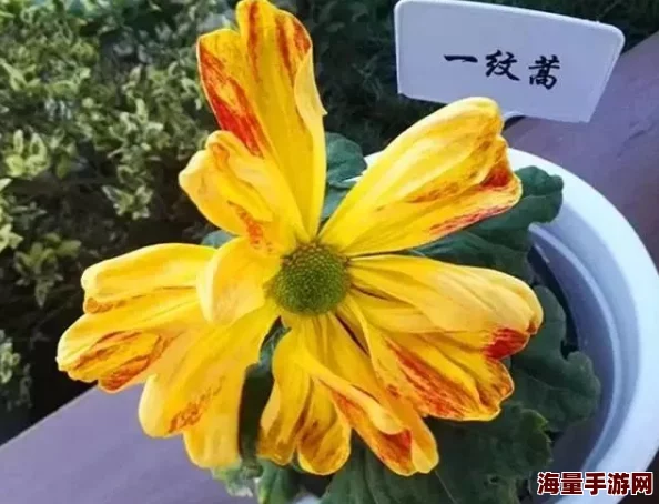 国产精品一区视频：最新动态与精彩内容分享，带你领略不一样的视听盛宴与潮流趋势！
