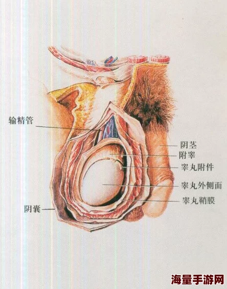 摸男生睾丸有黏糊糊的东西,专家解析可能原因及健康建议,引发网友热议与讨论 摸男生睾丸有黏糊糊的东西,专家解析可能原因及健康建议,引发网友热议与讨论