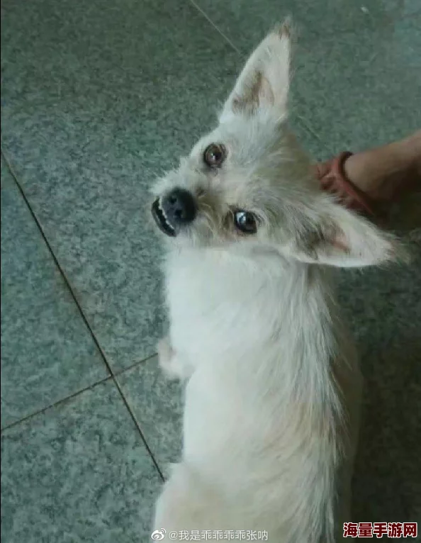 挠女生肚子腰和咯吱窝痒绑起来,带来全新互动体验,引发网友热议与分享! 挠女生肚子腰和咯吱窝痒绑起来,带来全新互动体验,引发网友热议与分享!