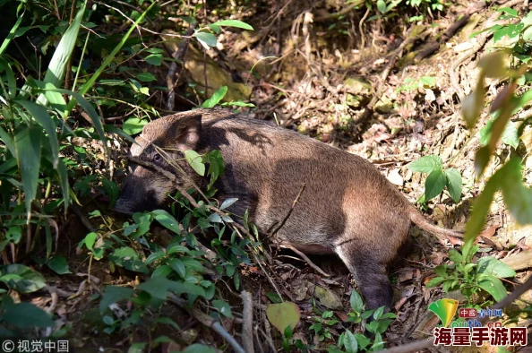 传说野猪频繁出没的地点与神秘踪迹探索