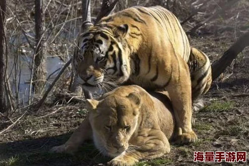 他妈的兽交高潮：探讨人类与动物之间复杂关系的伦理与心理影响，揭示社会对这一现象的反应与看法