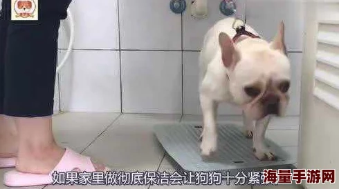 主人m憋尿，宠物狗急得在家里乱跑，网友纷纷留言：快带它去厕所！