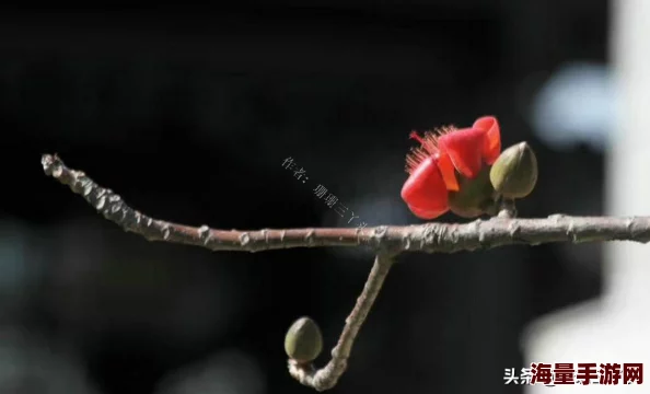 胜利足球橙色球员图鉴大全：通关世界杯挑战，解锁稀有球员奖励攻略