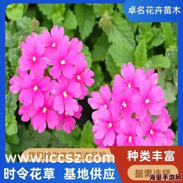 久久夜色精品国产尤物最新进展消息引发关注多位网友热议相关话题并分享个人看法与体验