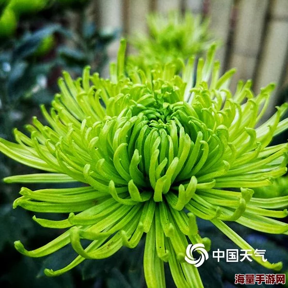 菊开花未残近日在某公园内举行的菊花展吸引了众多游客前来观赏