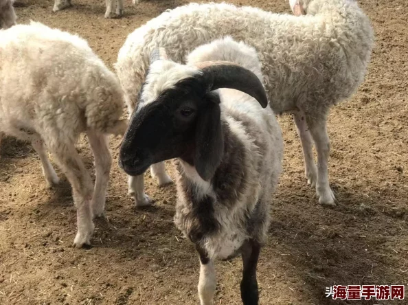 欧美大鸡养殖场已扩建新增散养区和自动化喂食器 欧美大鸡养殖场已扩建新增散养区和自动化喂食器