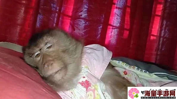 猴子不盖被子长什么顽皮模样依旧可爱健康成长无需担忧