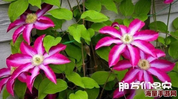 l多肉的糙汉b1h闺蜜2友谊如花绽放，携手共进勇敢追梦