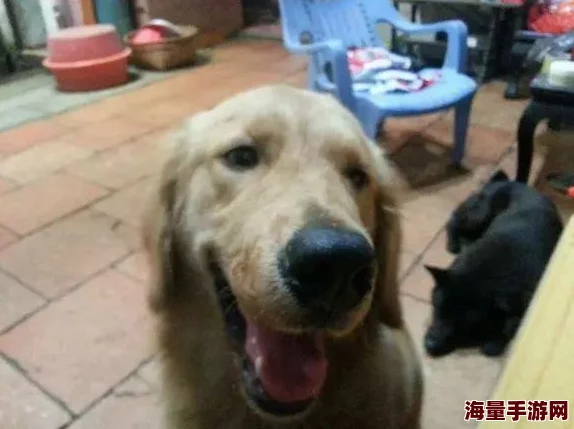 正在播放猛烈交尾听说隔壁老王家养的狗也参与了拍摄还挺配合导演