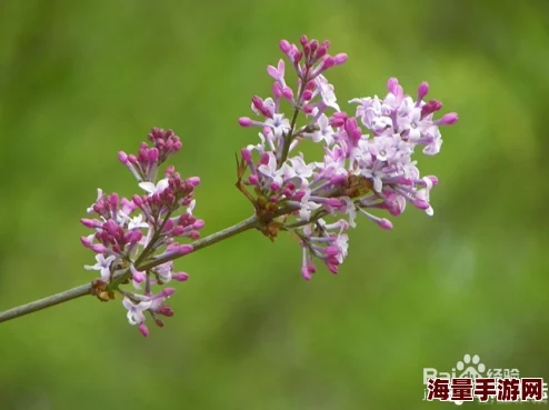 五月婷婷丁香花听说最近迷上了园艺还开了个网店专门卖自己种的丁香 五月婷婷丁香花听说最近迷上了园艺还开了个网店专门卖自己种的丁香