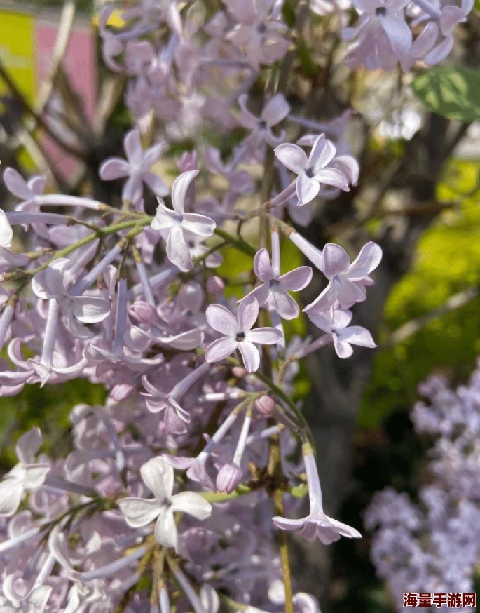 五月婷婷丁香花听说最近迷上了园艺还开了个网店专门卖自己种的丁香 五月婷婷丁香花听说最近迷上了园艺还开了个网店专门卖自己种的丁香