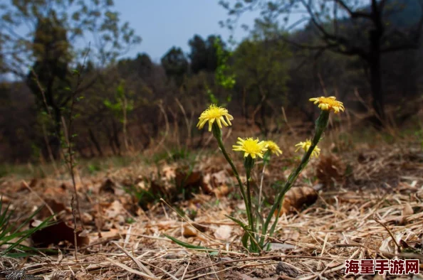 野花视频免费观看直播画质清晰流畅内容精彩值得推荐 野花视频免费观看直播画质清晰流畅内容精彩值得推荐