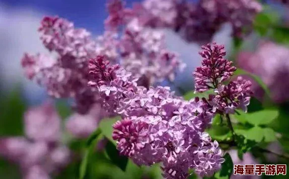 色墦五月丁香为何如此迷人因为娇小的花朵簇拥在一起形成一片浪漫的紫色海洋 色墦五月丁香为何如此迷人因为娇小的花朵簇拥在一起形成一片浪漫的紫色海洋