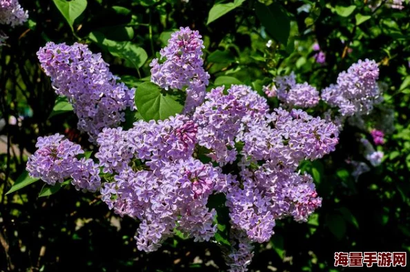 色墦五月丁香为何如此迷人因为娇小的花朵簇拥在一起形成一片浪漫的紫色海洋 色墦五月丁香为何如此迷人因为娇小的花朵簇拥在一起形成一片浪漫的紫色海洋
