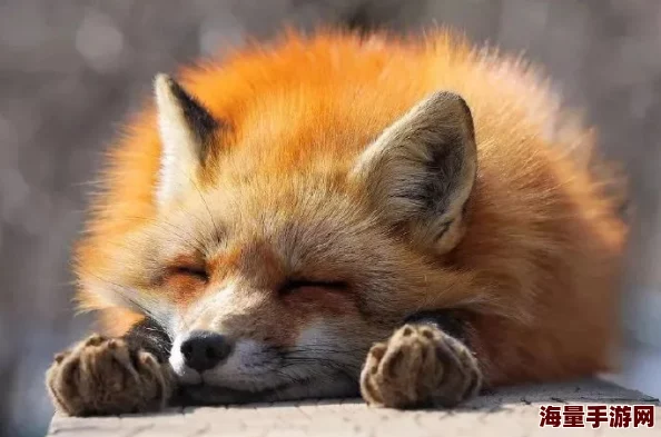 毛茸茸的大泬特写为何激发了人们的保护欲因此备受关注 毛茸茸的大泬特写为何激发了人们的保护欲因此备受关注