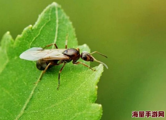 为什么小虫子会在惊蛰这一天爬出来-蚂蚁庄园2022年3月5日每日一题答案